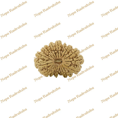 18 Mukhi Rudraksha 42mm