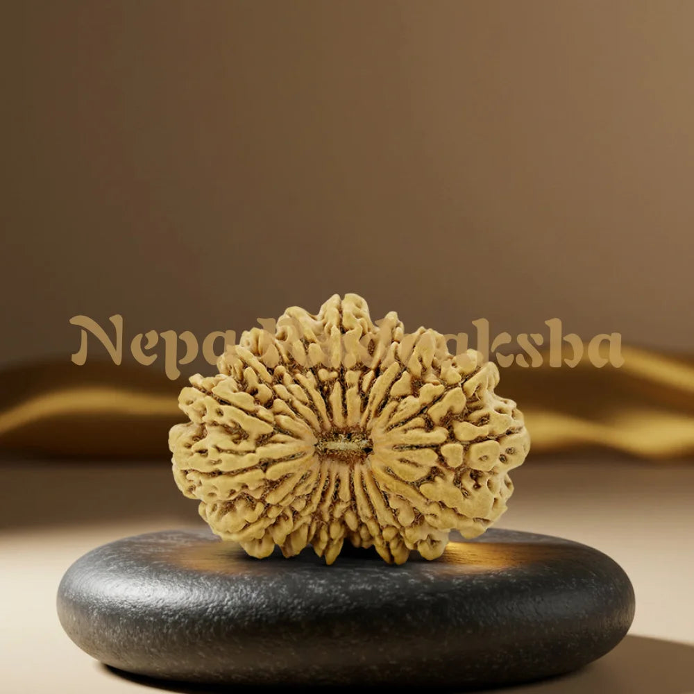 18 Mukhi Rudraksha 42mm