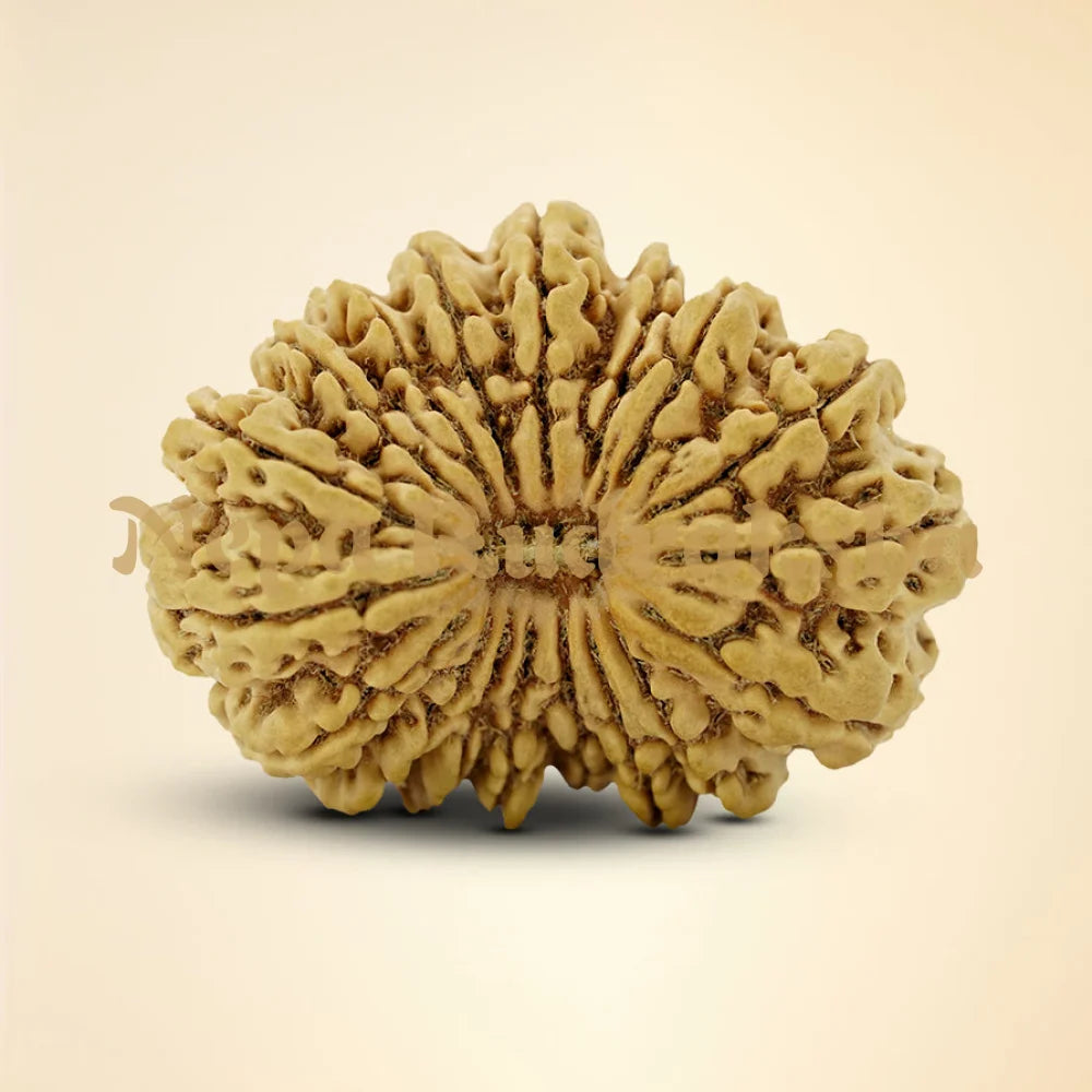 18 Mukhi Rudraksha 42mm