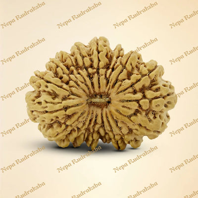 18 Mukhi Rudraksha 42mm