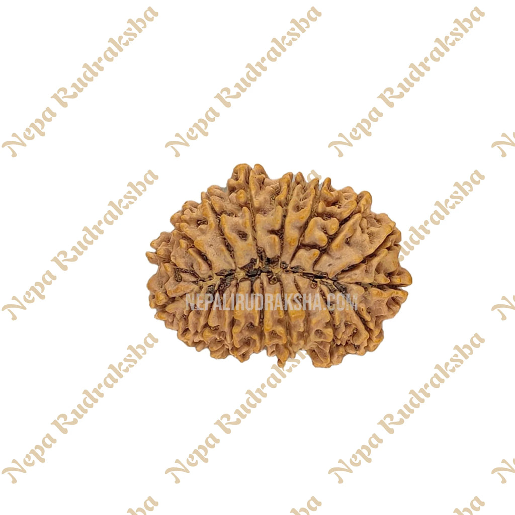 18 Mukhi Rudraksha