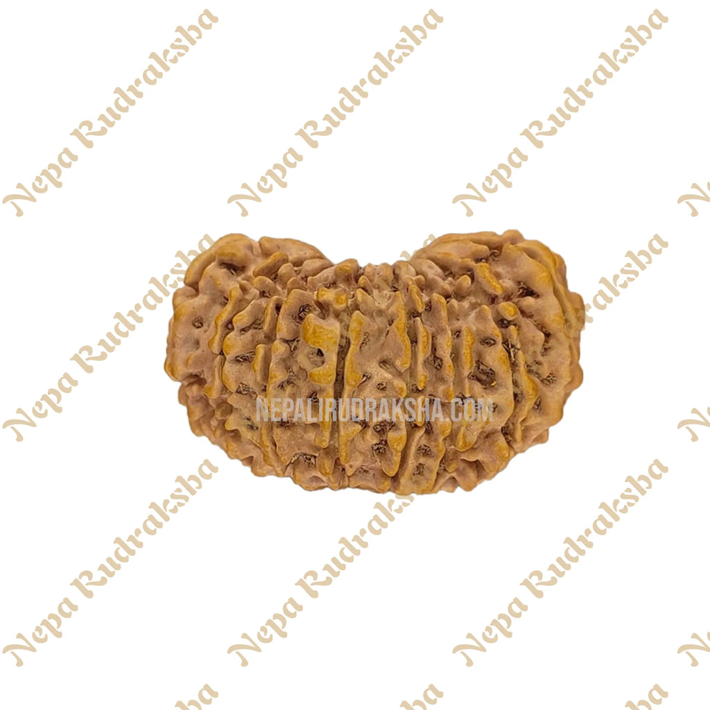 18 Mukhi Rudraksha