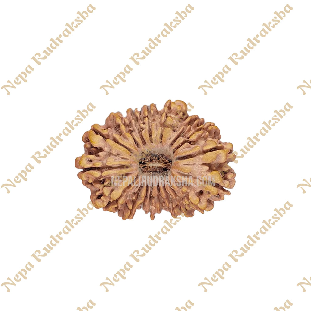 18 Mukhi Rudraksha