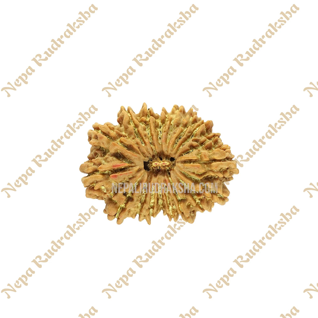 18 Mukhi Rudraksha