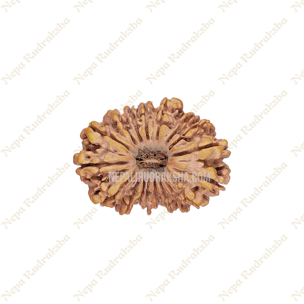 18 Mukhi Rudraksha