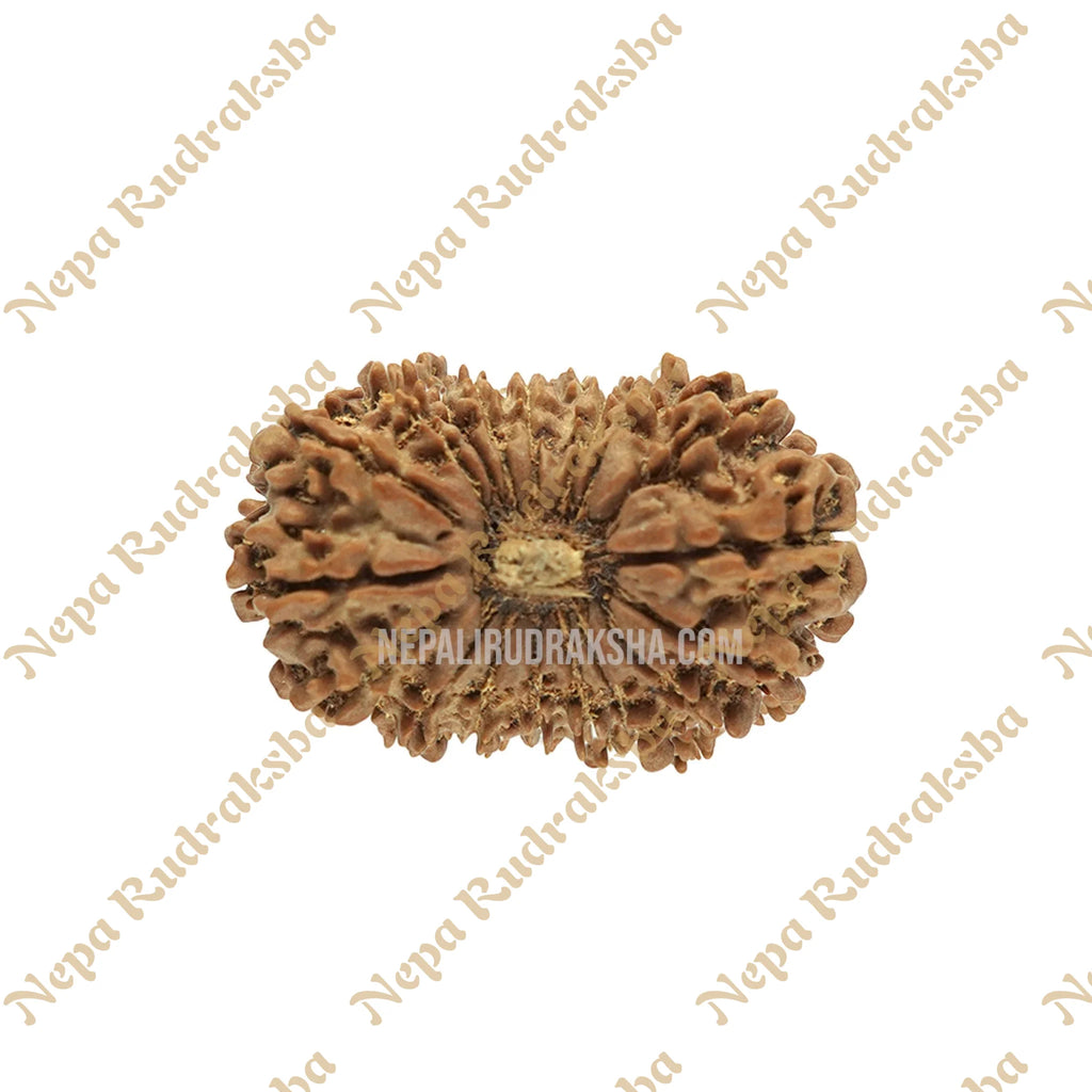 18 Mukhi Rudraksha