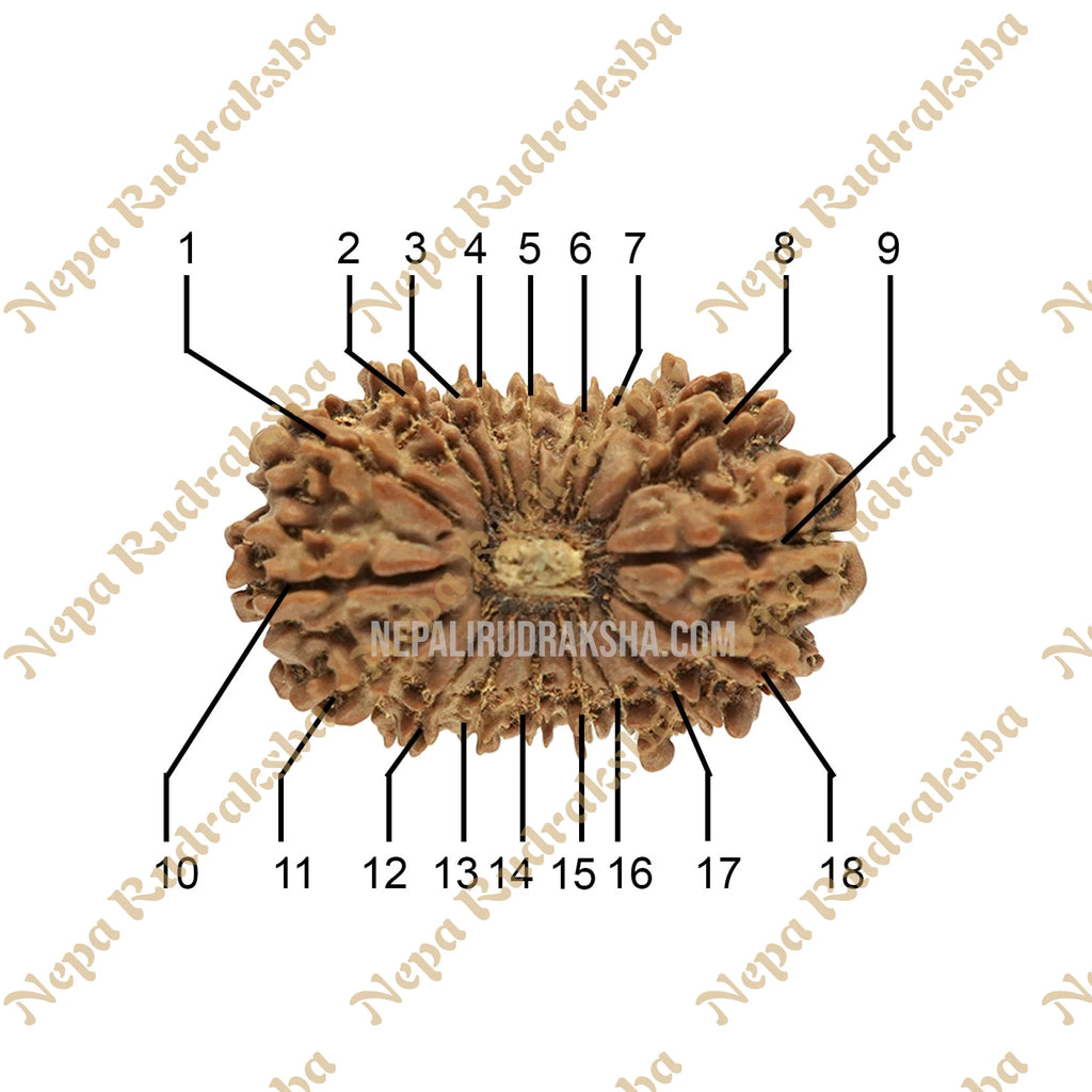 18 Mukhi Rudraksha