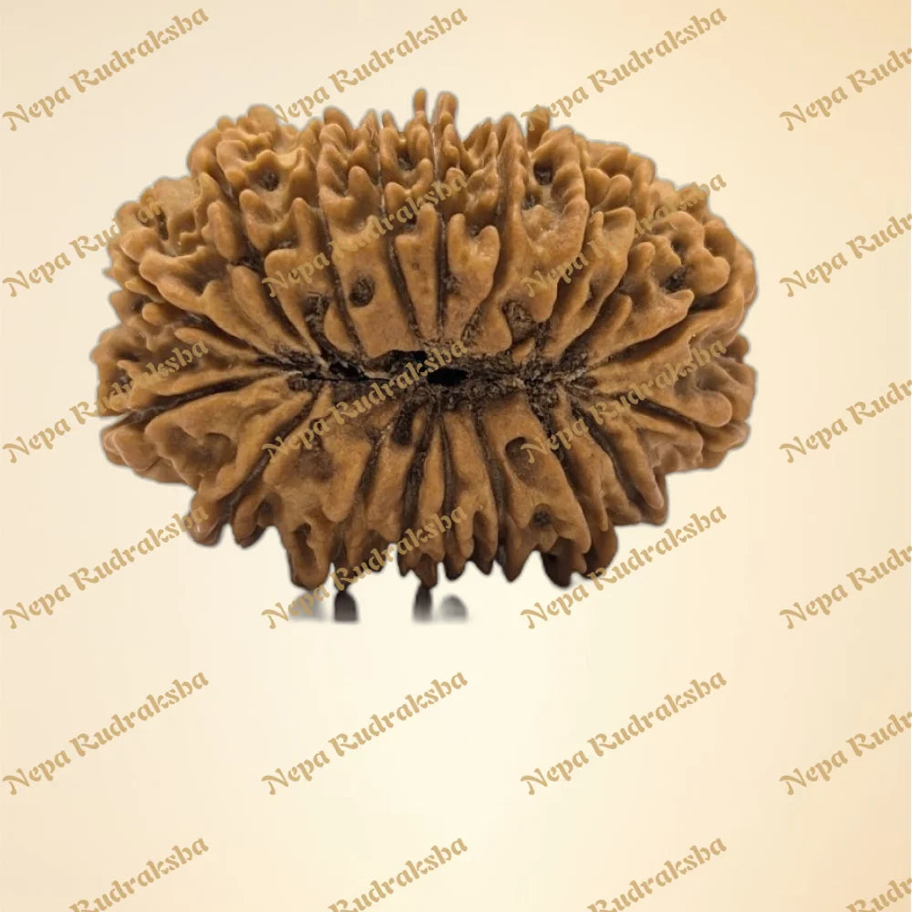 18 Mukhi (Super Collector - 11192)