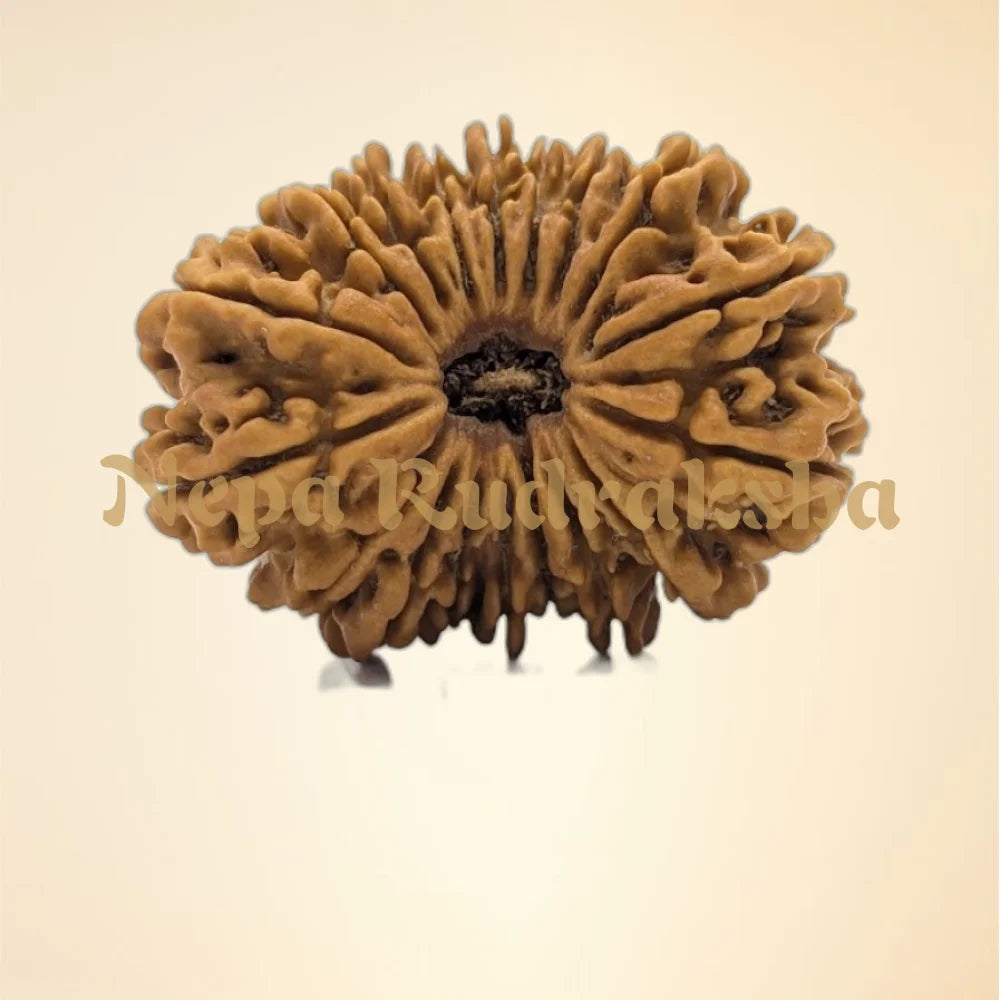 18 Mukhi (Super Collector - 11192)