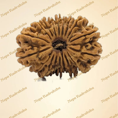 18 Mukhi (Super Collector - 11192)