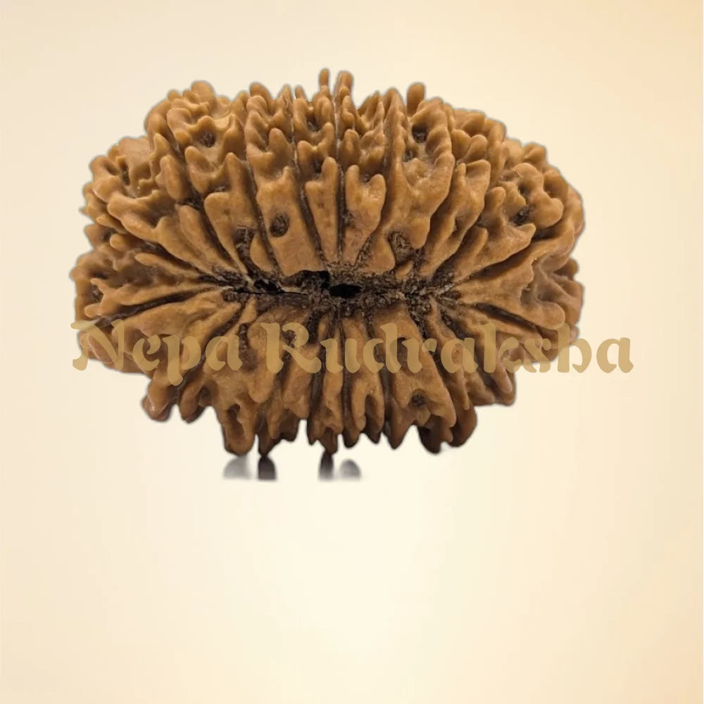 18 Mukhi (Super Collector - 11192)