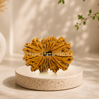 18 Mukhi (Collector) Rudraksha