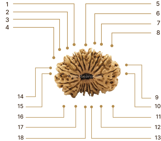 Rudraksha Image