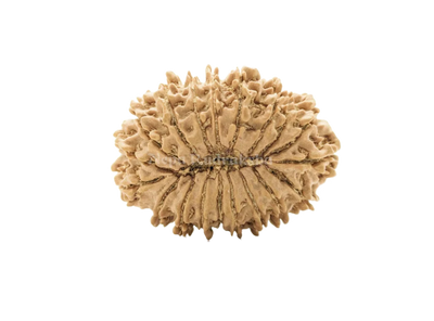 19 Mukhi (Collector) Rudraksha