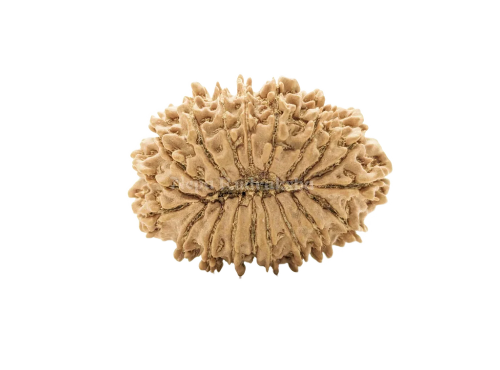 19 Mukhi (Collector) Rudraksha