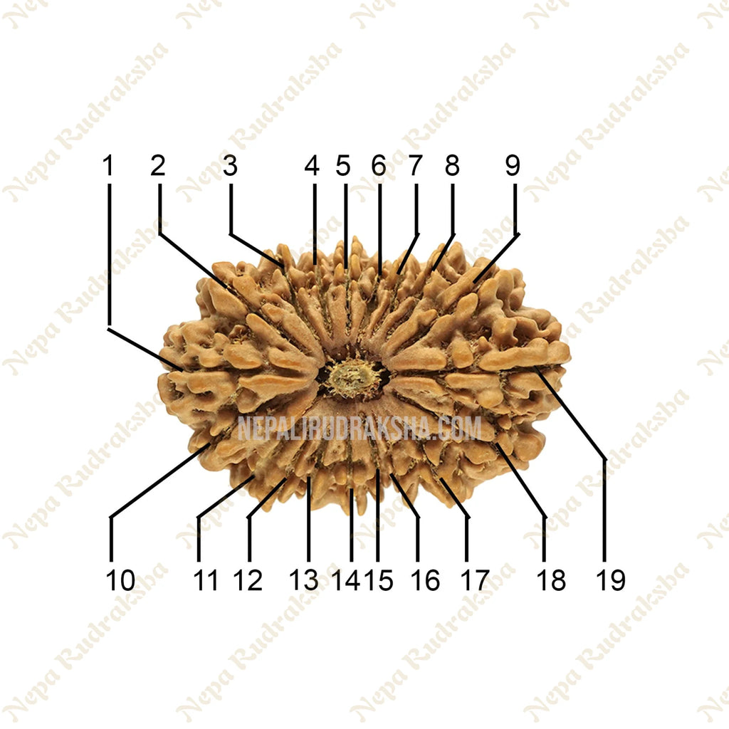 19 Mukhi (Collector) Rudraksha