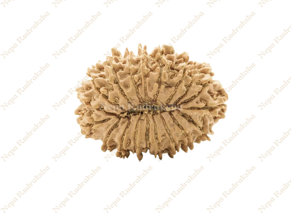 19 Mukhi (Collector) Rudraksha