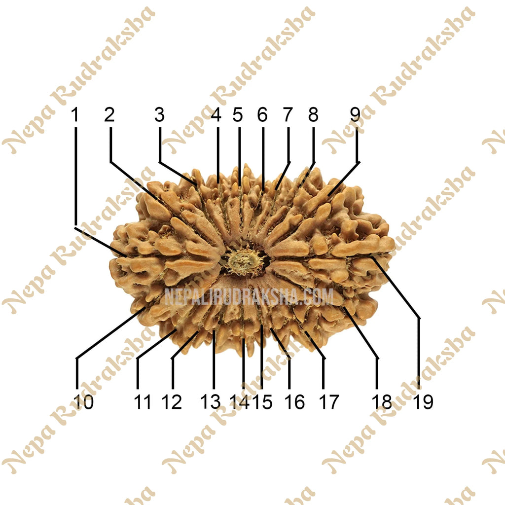 19 Mukhi (Collector) Rudraksha