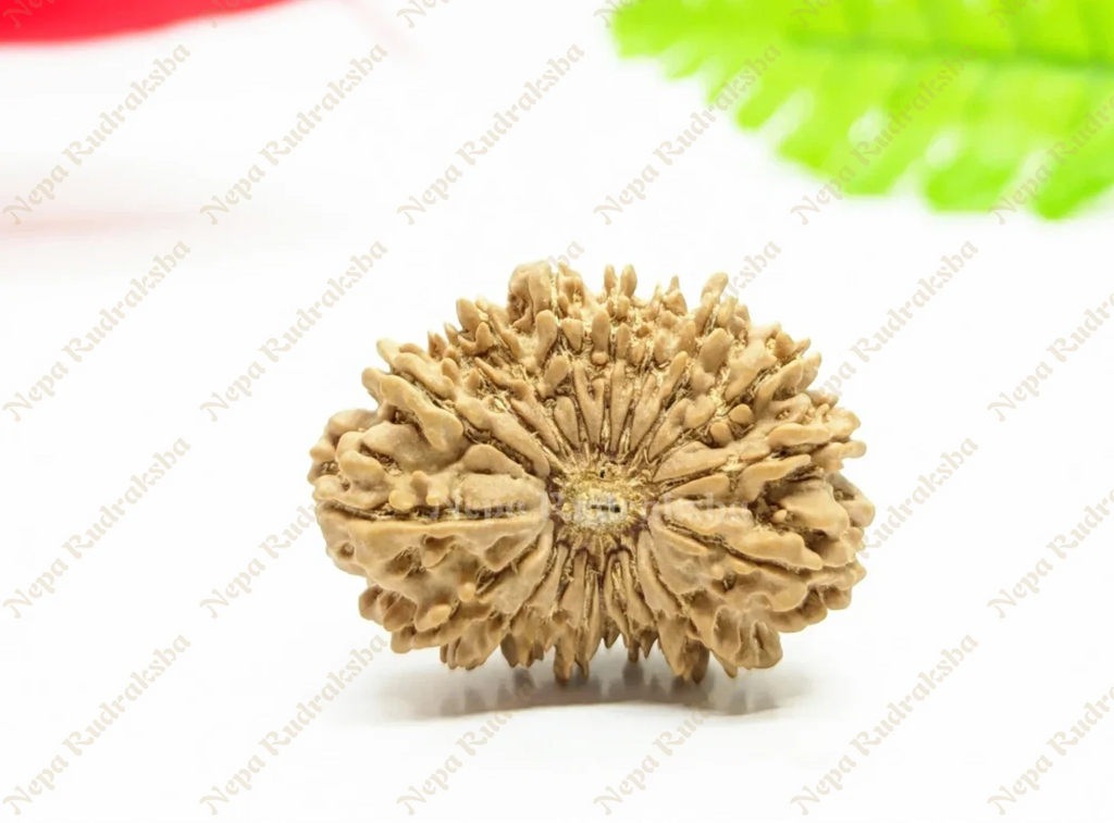 19 Mukhi (Collector) Rudraksha