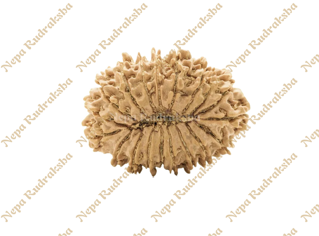 19 Mukhi (Collector) Rudraksha