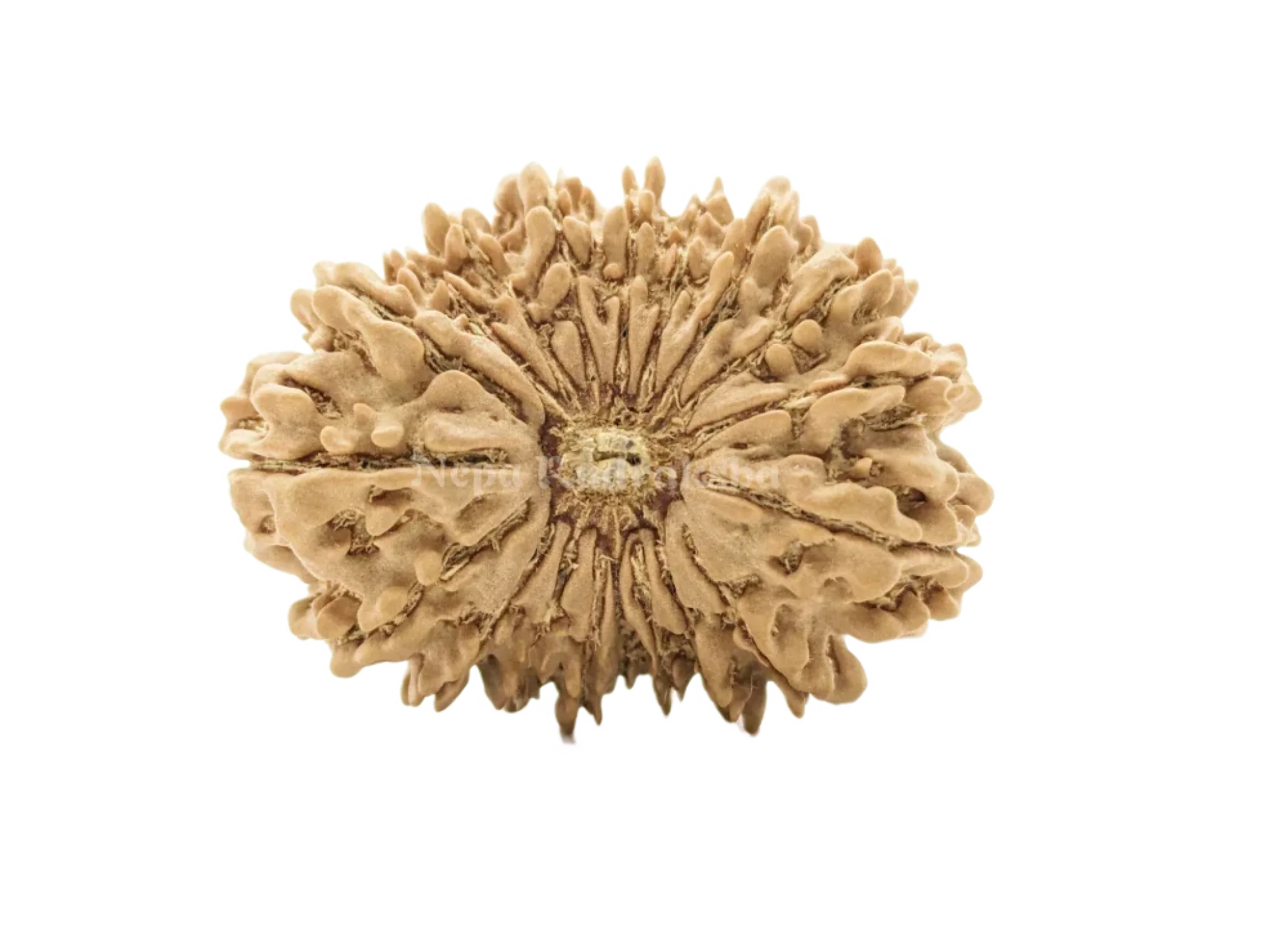 19 Mukhi (Collector) Rudraksha