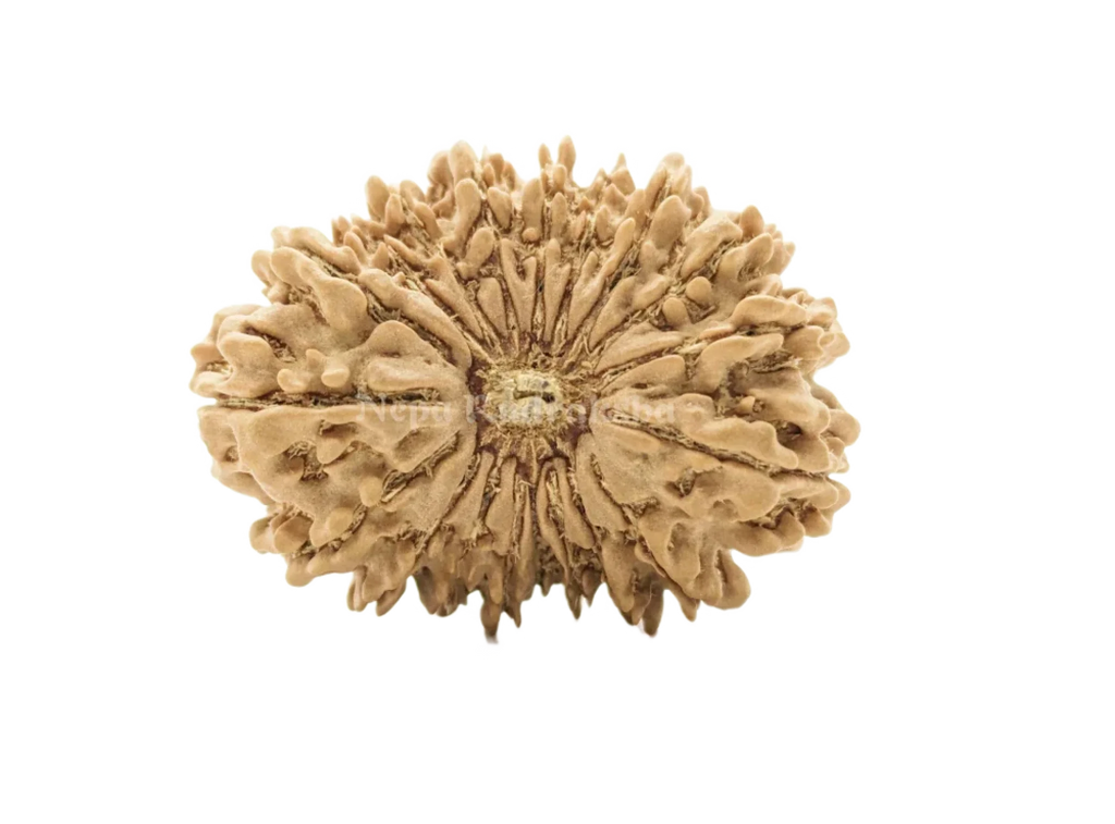 19 Mukhi (Collector) Rudraksha