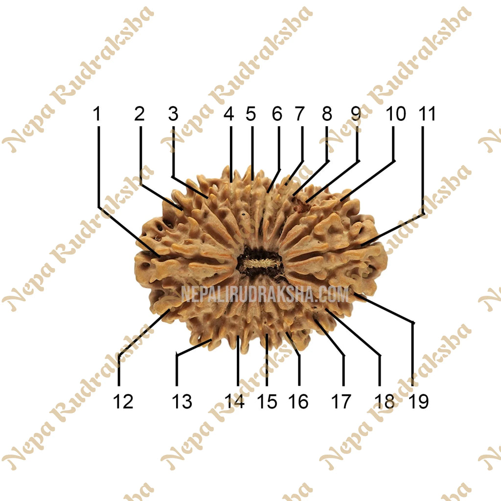 19 Mukhi Rudraksha Face Count.Img