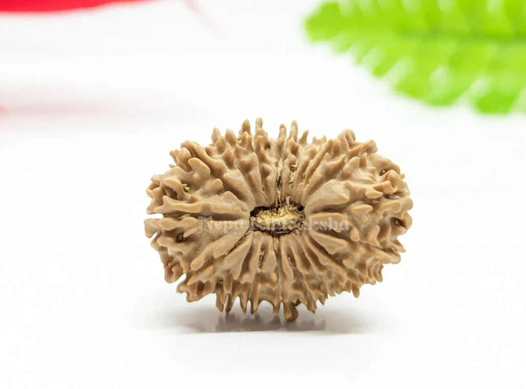 19 Mukhi (Medium) Rudraksha