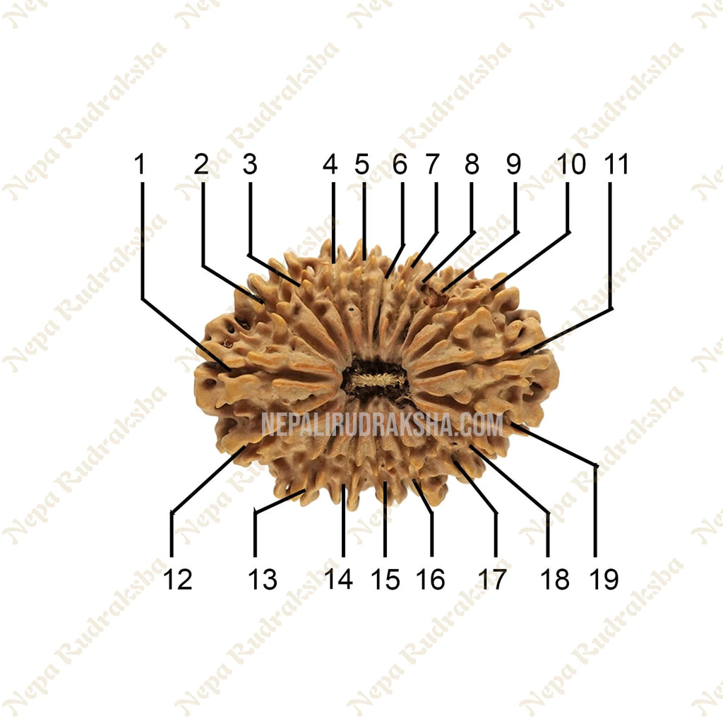 19 Mukhi Rudraksha Face Count.Img