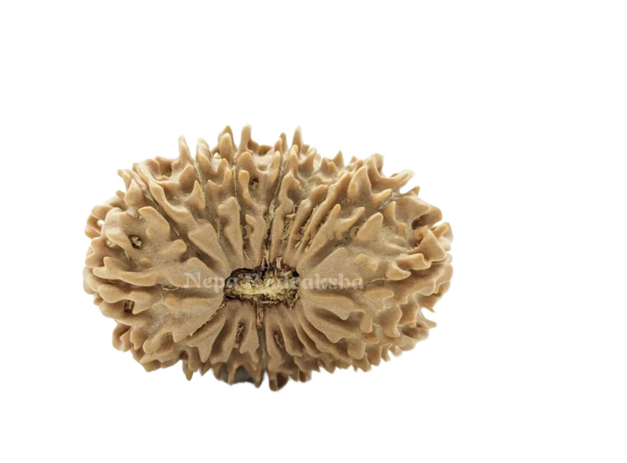 19 Mukhi (Medium) Rudraksha