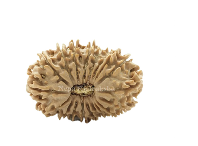19 Mukhi (Medium) Rudraksha