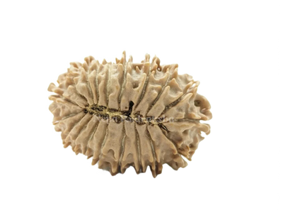 19 Mukhi (Medium) Rudraksha