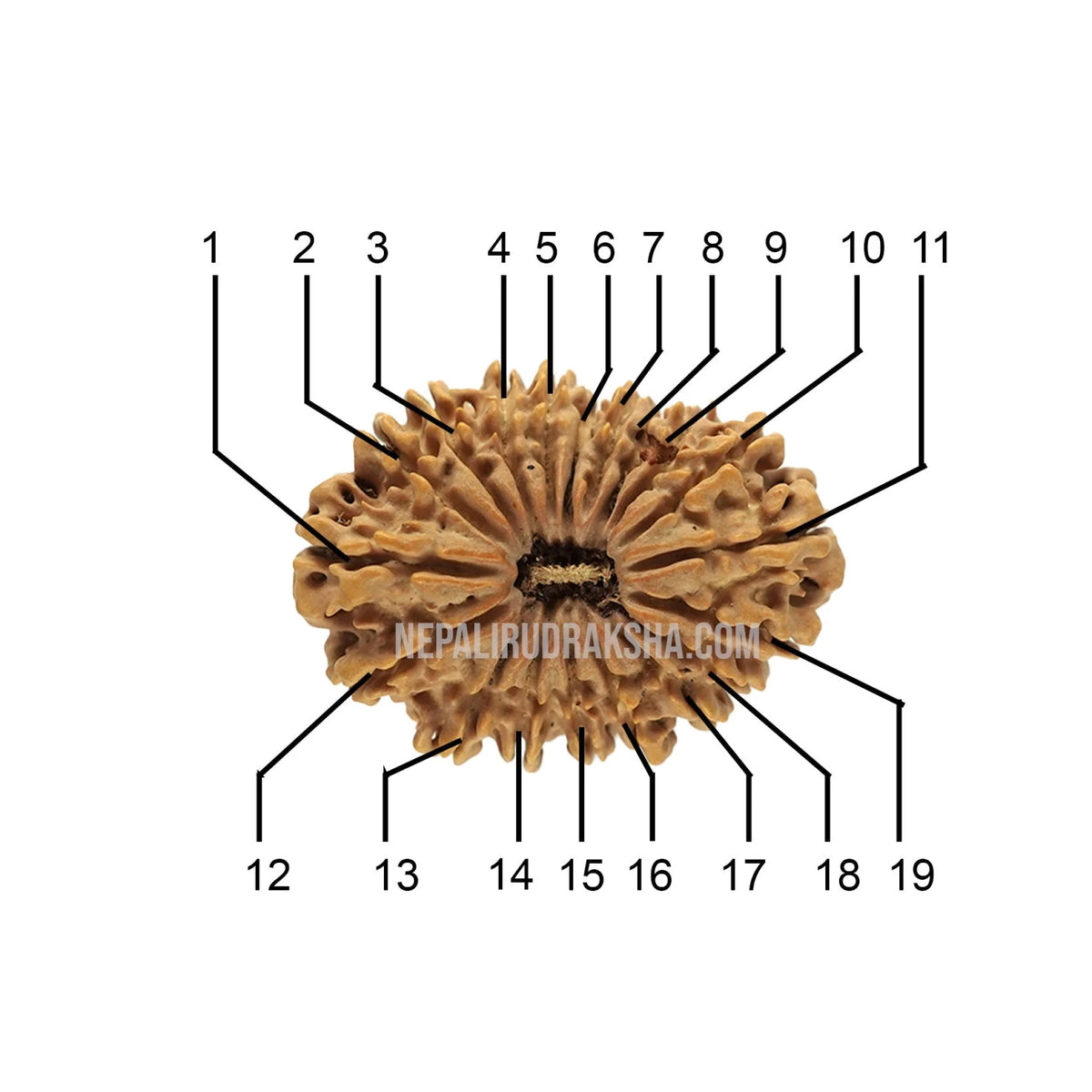 19 Mukhi (Medium) Rudraksha