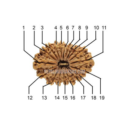 19 Mukhi (Medium) Rudraksha
