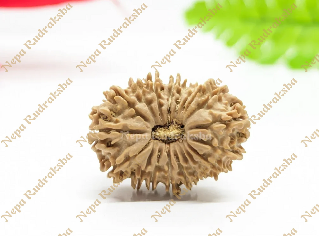 19 Mukhi (Medium) Rudraksha