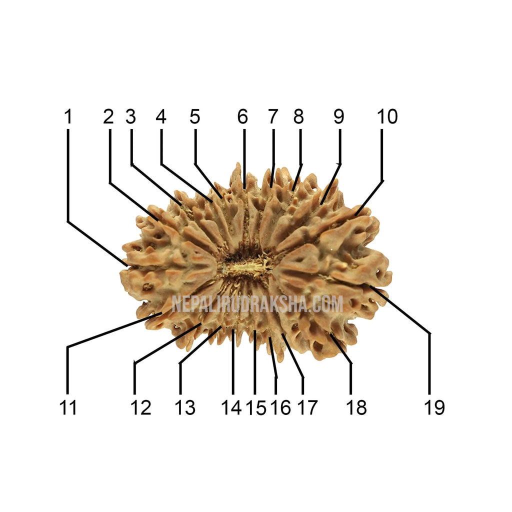 19 Mukhi Rudraksha Face Count 