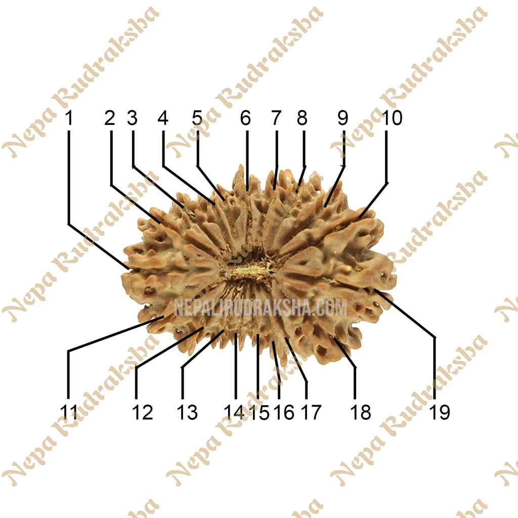 19 Mukhi Rudraksha Face Count 