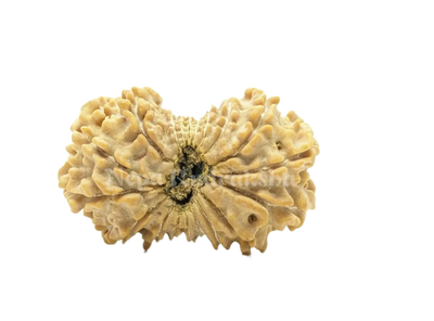 19 Mukhi (Regular)
