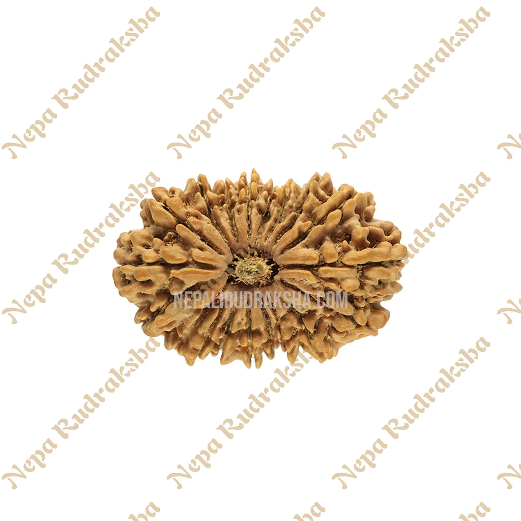 19 Mukhi Rudraksha