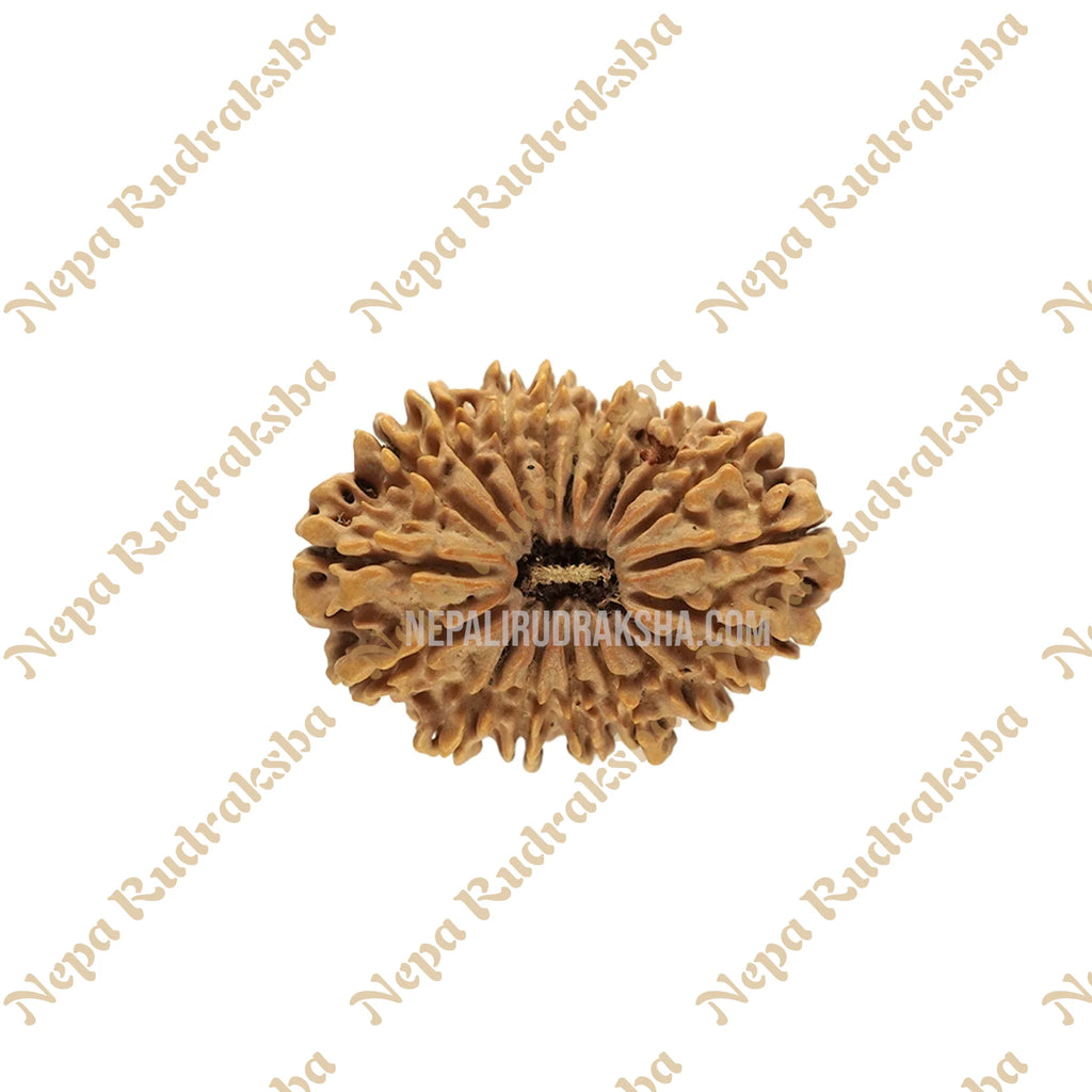 19 Mukhi Rudraksha