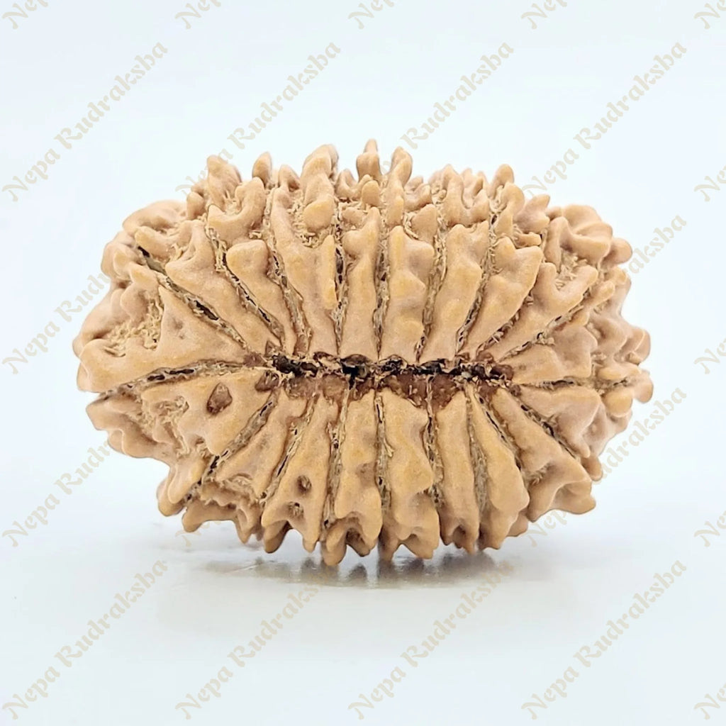 19 Mukhi Rudraksha 28Mm 2661