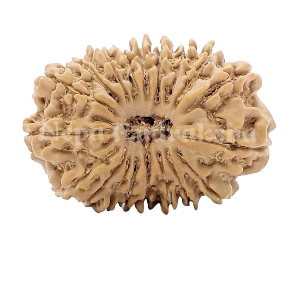 19 Mukhi Rudraksha 28Mm 2661