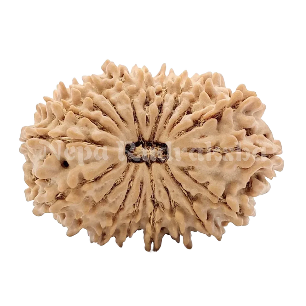 19 Mukhi Rudraksha 29Mm 2658