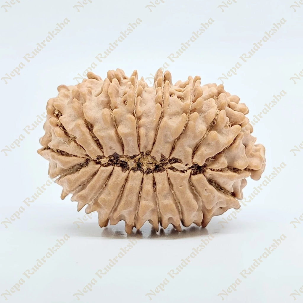 19 Mukhi Rudraksha 29Mm 2658