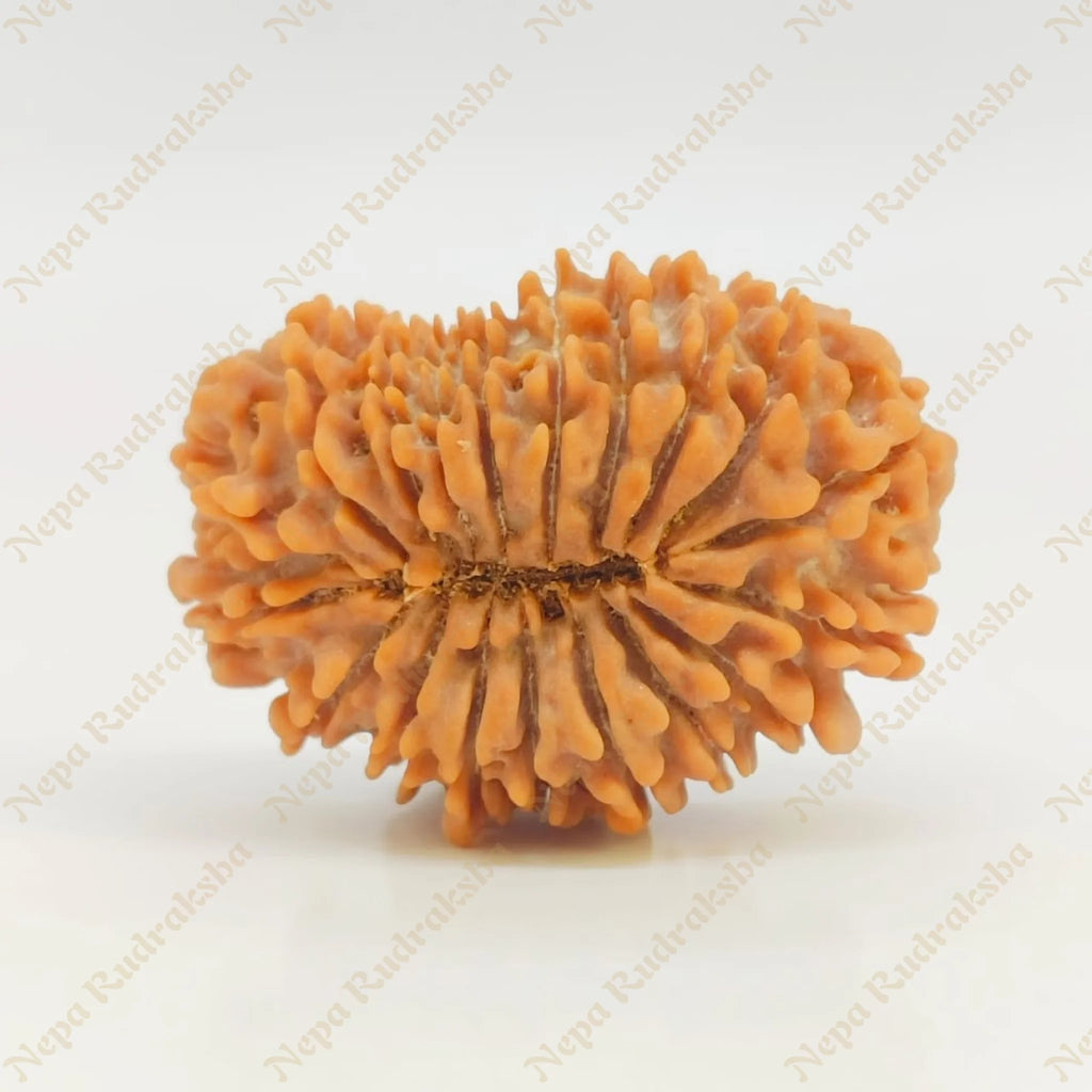 19 Mukhi Rudraksha 30 Mm 2641