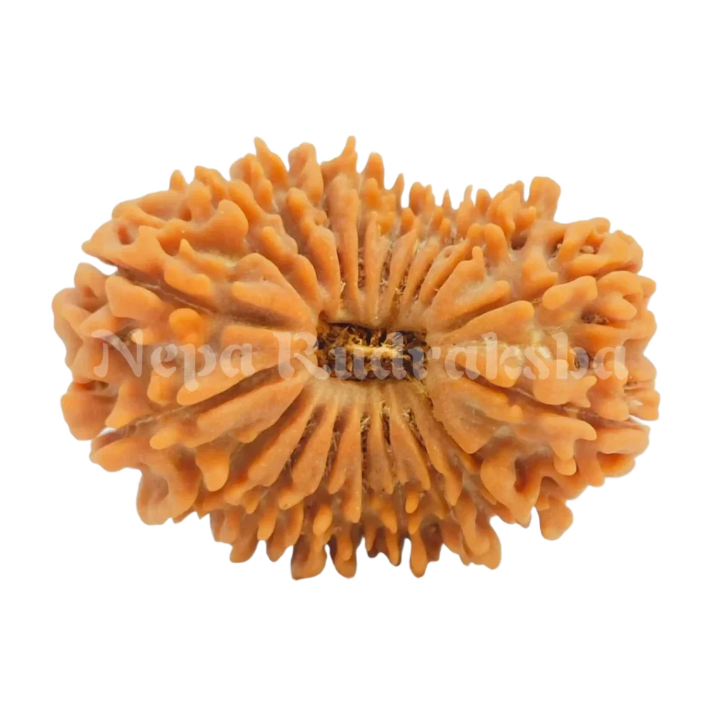 19 Mukhi Rudraksha 30 Mm 2641