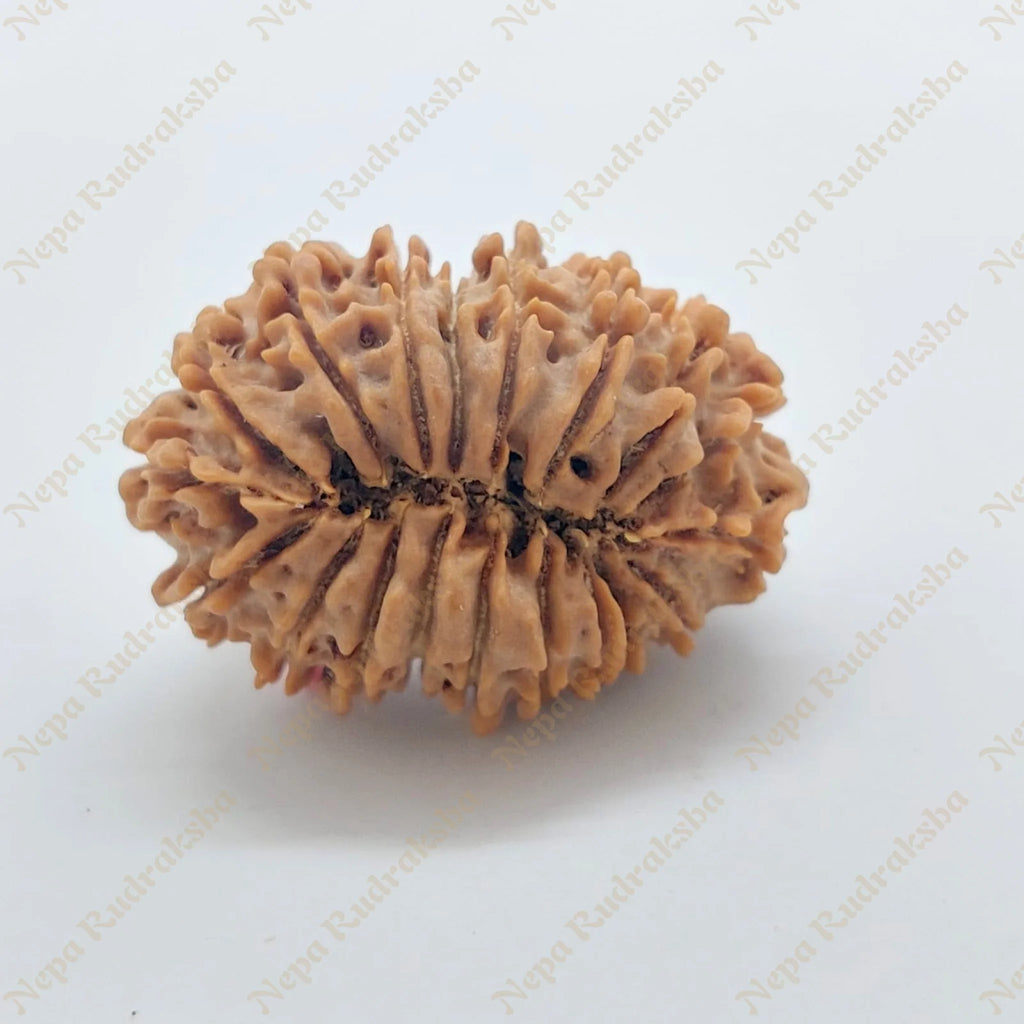 19 Mukhi Rudraksha 32 Mm 2911