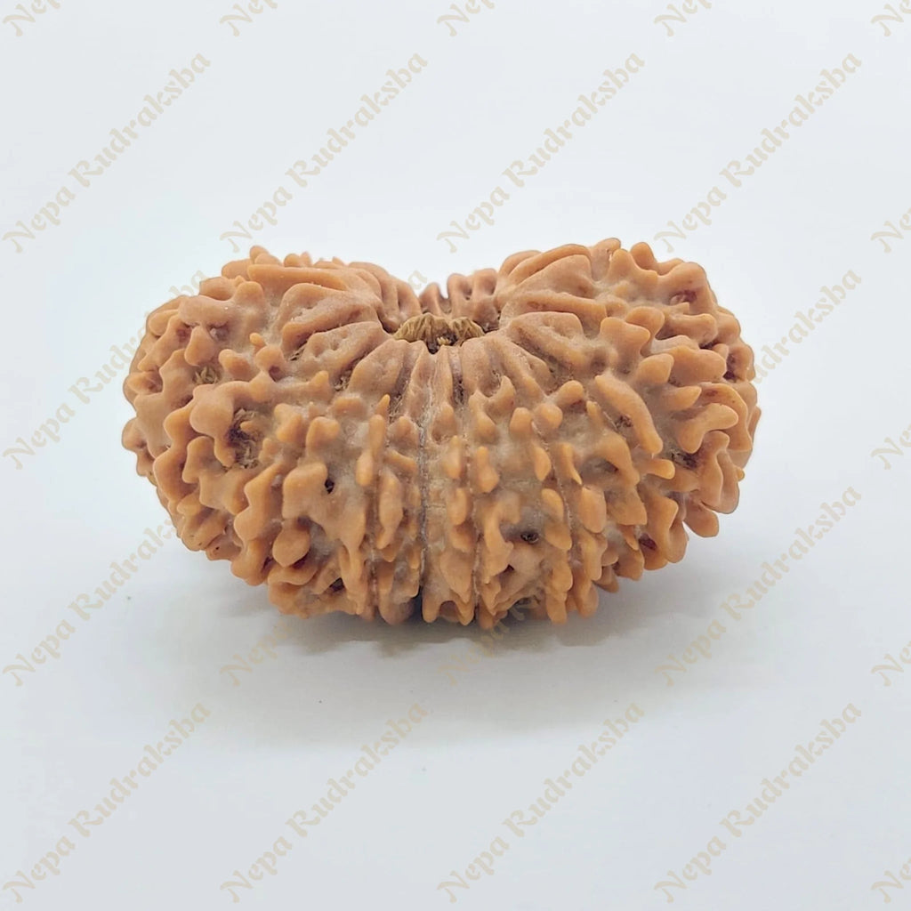 19 Mukhi Rudraksha 32 Mm 2911