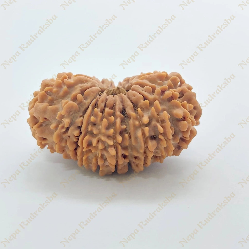 19 Mukhi Rudraksha 32 Mm 2911