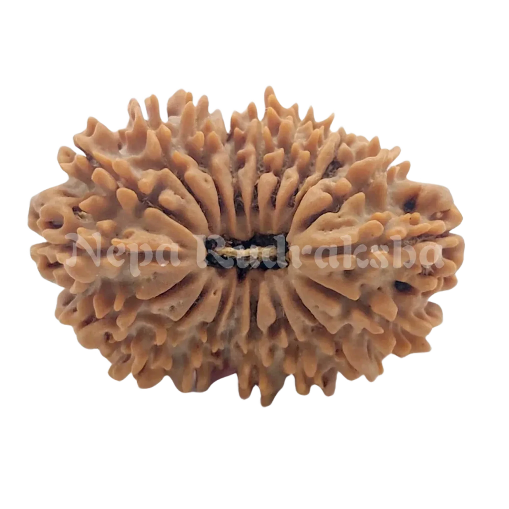 19 Mukhi Rudraksha 32 Mm 2911